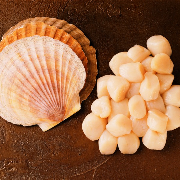 Enormous Alaskan Scallops 20/30 ct