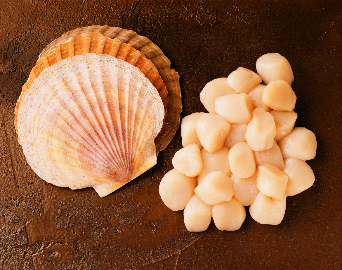 Enormous Alaskan Scallops Alaska S Finest Seafood,What Dollar Coins Are Worth Money